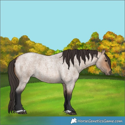 Horse Color:Bay Roan Dun 