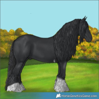 Horse Color:Black Tobiano Rabicano 