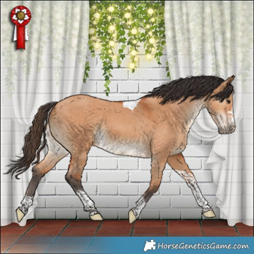 Horse Color:Bay Dun Tobiano 