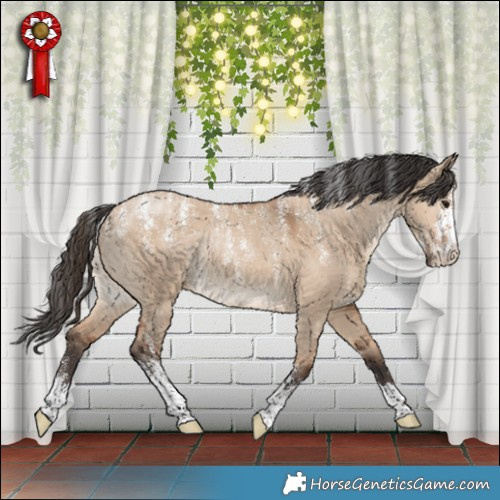 Horse Color:Powder White Bay Dun Rabicano 