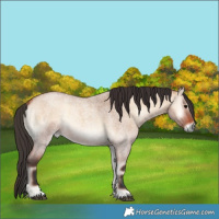 Horse Color:Bay Roan Onyx 