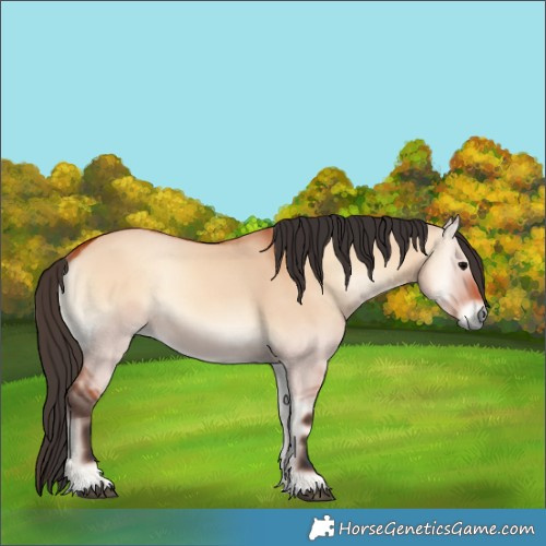 Horse Color:Bay Onyx 