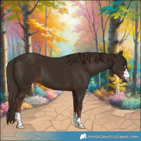 Horse Color:Liver Chestnut 