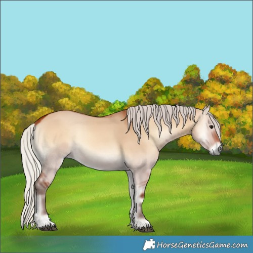 Horse Color:Silver Bay Onyx 