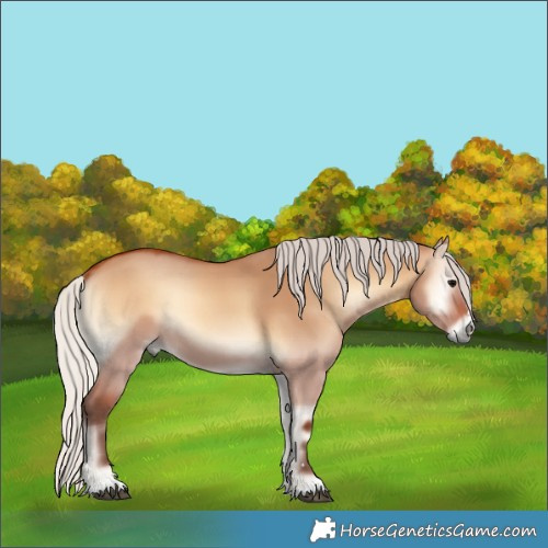 Horse Color:Silver Bay Onyx 