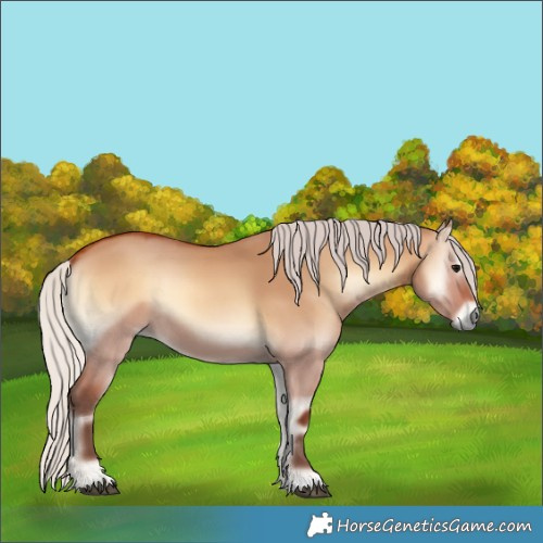 Horse Color:Silver Bay Onyx 