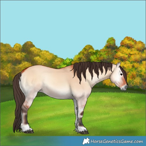 Horse Color:Bay Onyx 