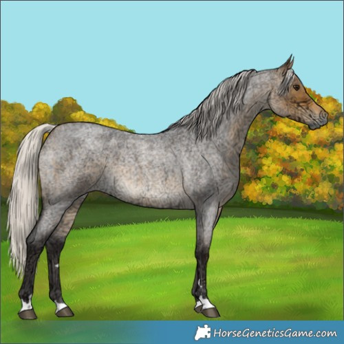 Horse Color:Silver Buckskin Ice Roan 