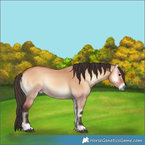 Horse Color:Bay Onyx 