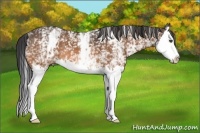 Horse Color:White Spotted Buckskin Splash 