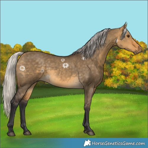 Horse Color:White Spotted Silver Buckskin Dun 