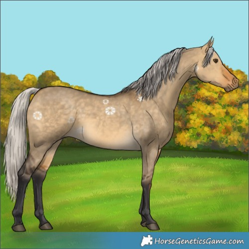 Horse Color:White Spotted Silver Buckskin Dun 