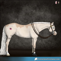 Horse Color:Chocolate Silver Perlino Dun