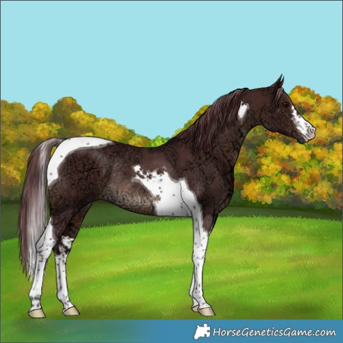 Horse Color:White Spotted Chocolate Brown Ice Tobiano Rabicano 
