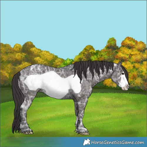 Horse Color:Smoky Black Ice Frame Rabicano 