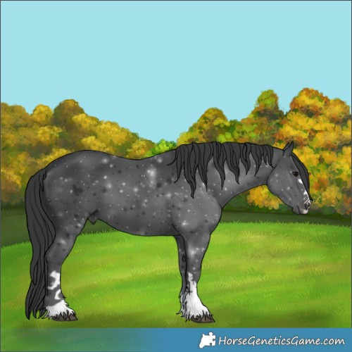 Horse Color:Black 