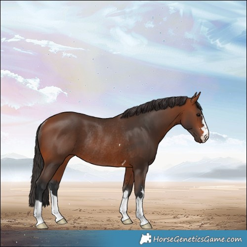 Horse Color:Bay Rabicano 
