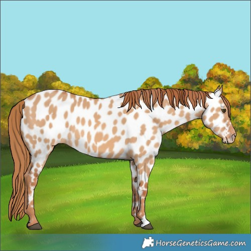 Horse Color:Red Dun Appaloosa 