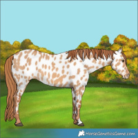 Horse Color:Red Dun Appaloosa 