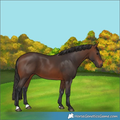 Horse Color:Brown 