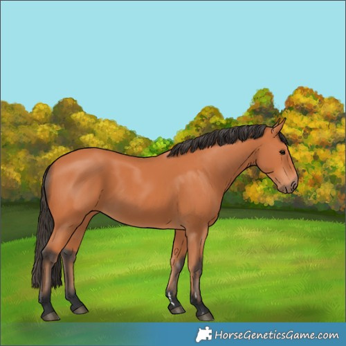 Horse Color:Bay 