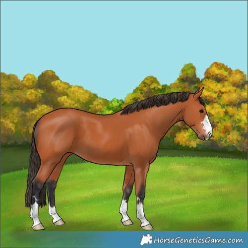 Horse Color:Bay 