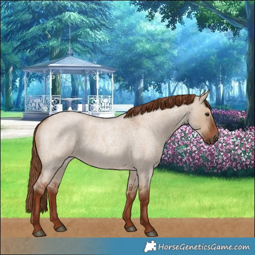 Horse Color:Red Dun Roan 