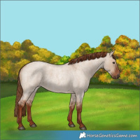 Horse Color:Red Dun Roan 