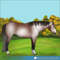 Horse Color:Gray Bay 