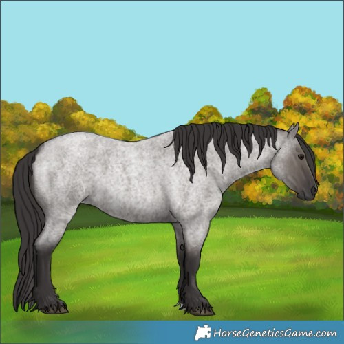 Horse Color:Smoky Grullo Roan 
