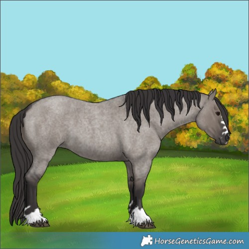 Horse Color:Smoky Grullo Roan 