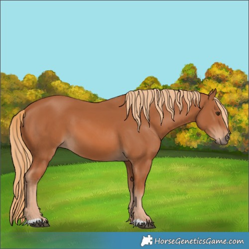 Horse Color:Chestnut 