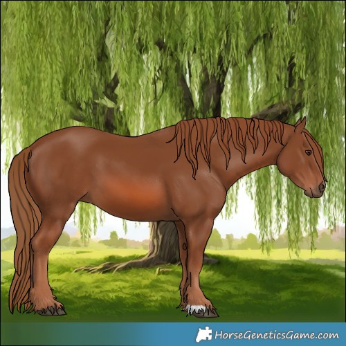 Horse Color:Chestnut 