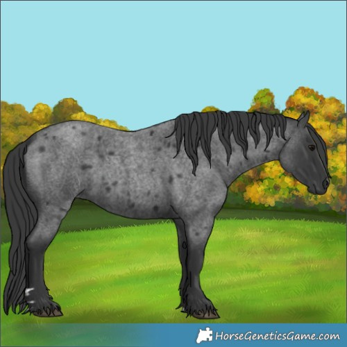 Horse Color:Blue Roan 