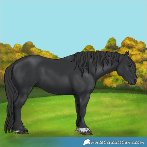 Horse Color:Black 