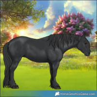 Horse Color:Black 