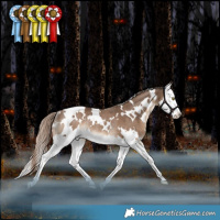 Horse Color:White Spotted Liver Red Dun Splash Rabicano