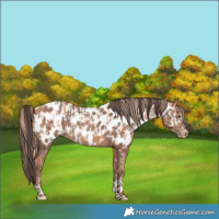 Horse Color:Gold Champagne Appaloosa  and Gold Champagne Appaloosa 