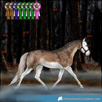 Horse Color:Liver Red Dun Splash Brindle 