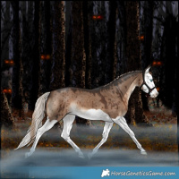 Horse Color:Liver Red Dun Splash Brindle 
