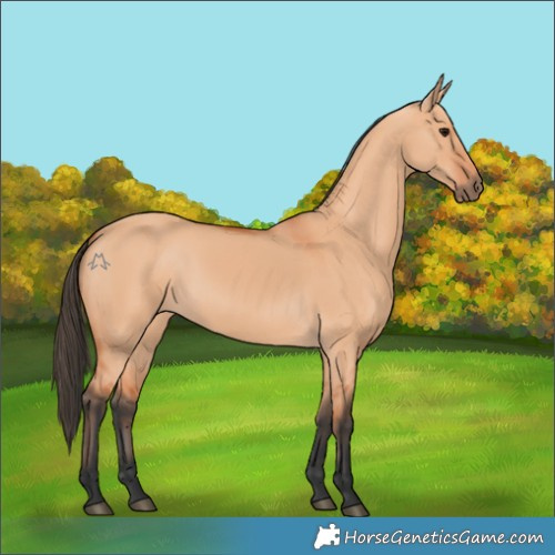 Horse Color:Bay Dun 