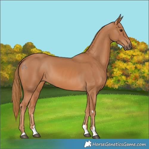 Horse Color:Chestnut 