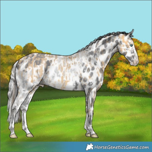 Horse Color:Amber Champagne Chinchilla Skewed Appaloosa  and Classic Champagne Chinchilla Splash Skewed Appaloosa 