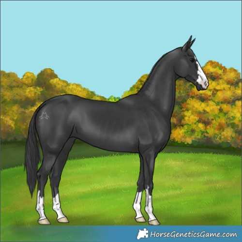 Horse Color:Black 