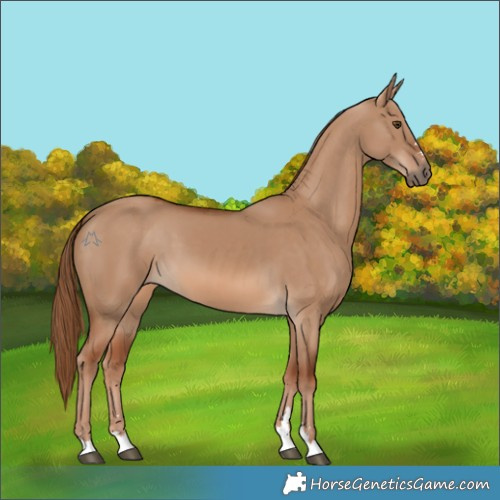 Horse Color:Red Dun 