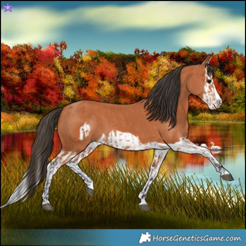 Horse Color:Bay Splash Frame  and Bay Splash Frame 