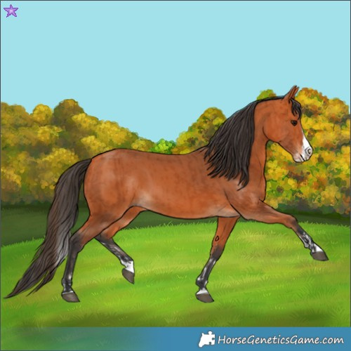 Horse Color:Bay Splash Frame  and Bay Splash Frame 