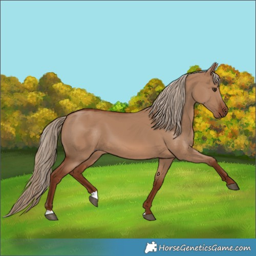 Horse Color:Red Dun 