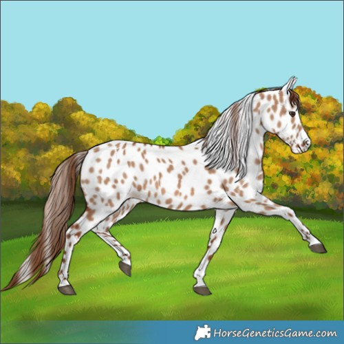 Horse Color:Red Dun Appaloosa 