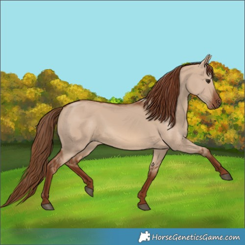 Horse Color:Red Dun 